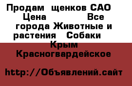 Продам ,щенков САО. › Цена ­ 30 000 - Все города Животные и растения » Собаки   . Крым,Красногвардейское